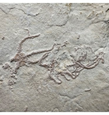 Fossil Brittlestar (Starfish) from the Upper Jurassic of Germany:- Sinosura kelheimense (SKU OF4292)