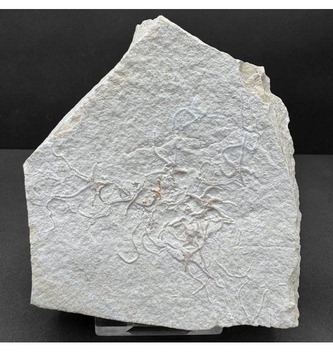 Fossil Brittlestar (Starfish) from the Upper Jurassic of Solnhofen, Germany (SKU OF4172):- Sinosura kelheimense
