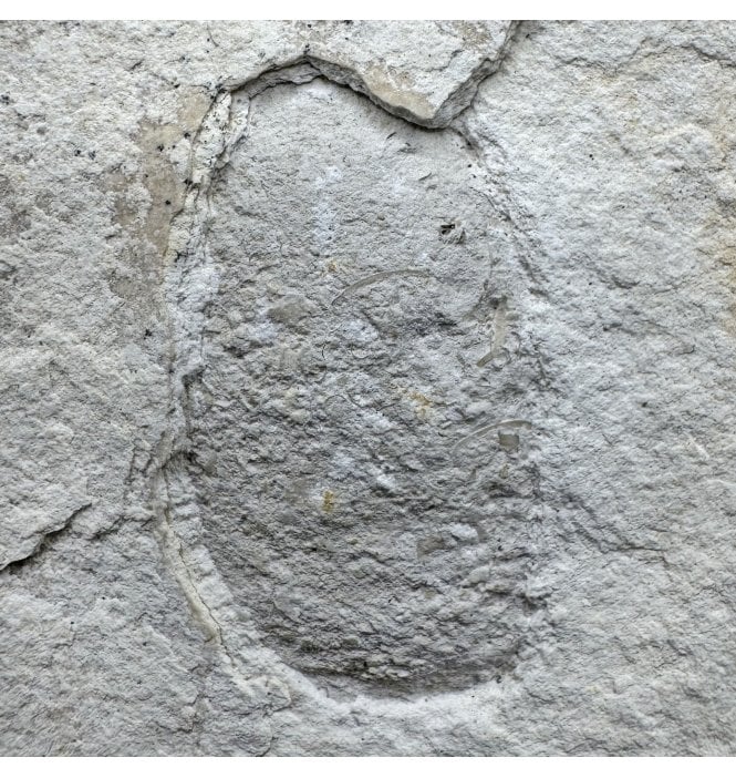 Fossil Crocodile Coprolite from the Upper Jurassic of Germany (SKU V8428)