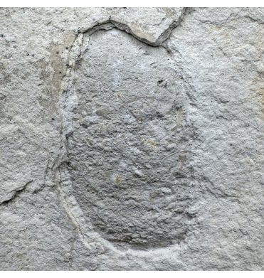 Fossil Crocodile Coprolite from the Upper Jurassic of Germany (SKU V8428)