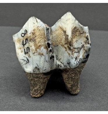 Fossil Deer Tooth from the Pleistocene of Florida, USA (SKU V8085):- Odocoileus virginiana