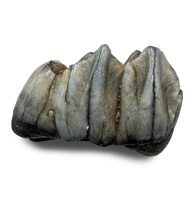 Fossil Deer Tooth from the Pleistocene of Florida, USA (SKU V9308):- Odocoileus virginiana