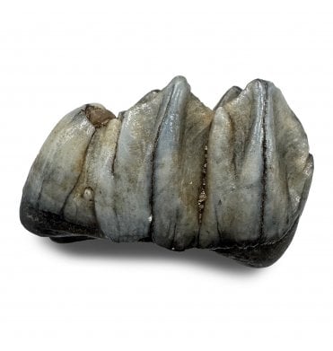 Fossil Deer Tooth from the Pleistocene of Florida, USA (SKU V9308):- Odocoileus virginiana