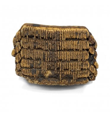 Fossil Extinct Eagle Ray Tooth Pallet from Florida, USA (SKU V5905):- Myliobatis dixoni