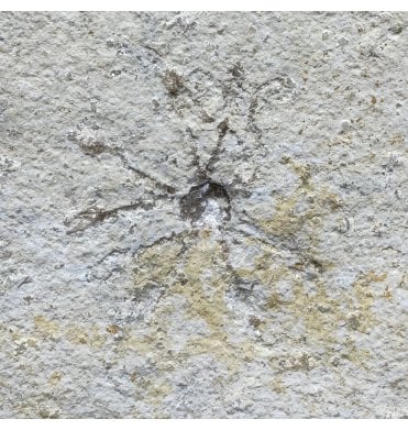 Fossil Free Floating Crinoid from the Upper Jurassic of Germany (SKU OF4209):- Saccoma tenellum