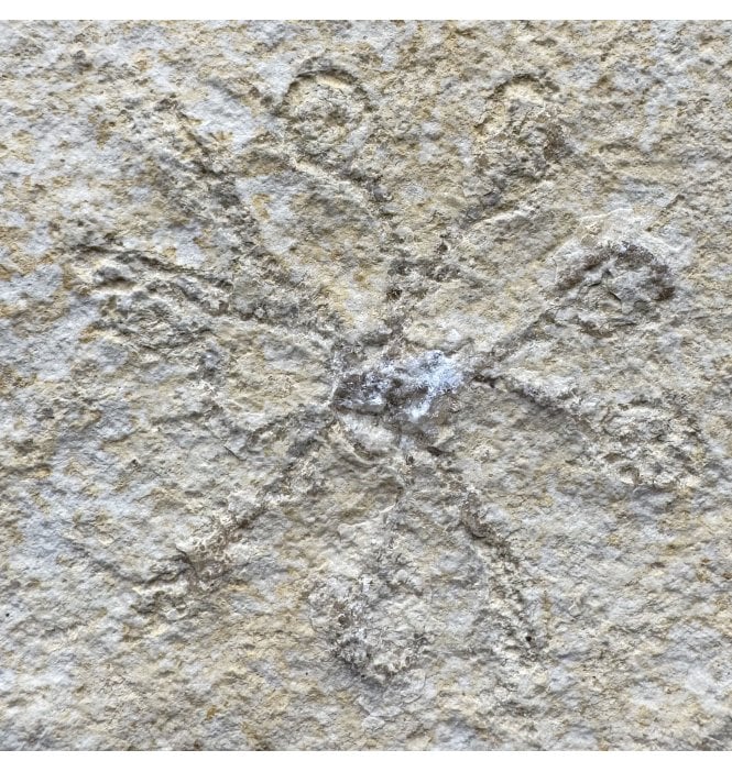 Fossil Free Floating Crinoid from the Upper Jurassic of Germany (SKU OF4250):- Saccoma tenellum