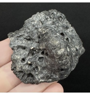 Fossil Giant Alligator Dermal Scute from the Pleistocene of Florida, USA (SKU V8774):- Alligator mississippiensis