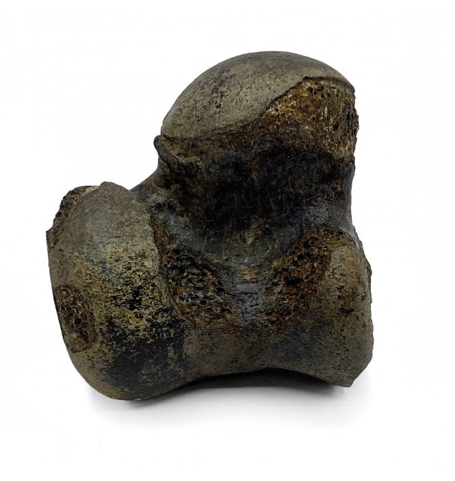 Fossil Giant Armadillo Ankle Bone from the Pleistocene of Florida, USA (SKU V5234):- Holmesina septentionalis