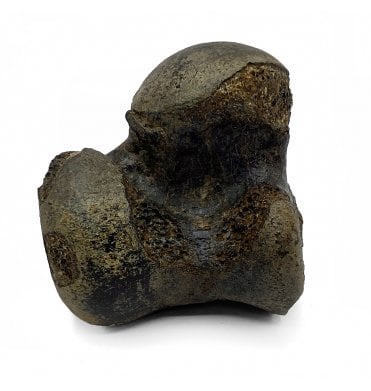 Fossil Giant Armadillo Ankle Bone from the Pleistocene of Florida, USA (SKU V5234):- Holmesina septentionalis