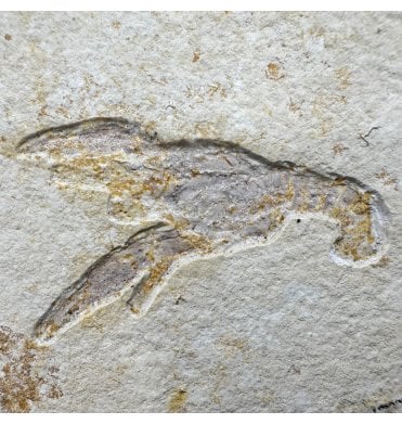 Fossil Lobster from the Upper Jurassic, Germany (SKU OF4089):- Eryma modestiformis