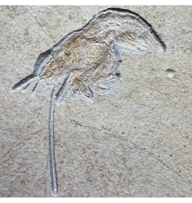 Fossil Lobster from the Upper Jurassic of Germany (SKU OF4078):- Drobna deformis