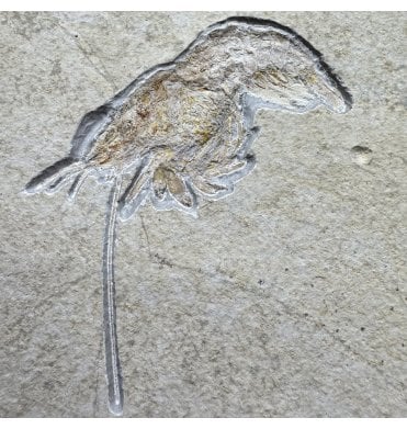 Fossil Lobster from the Upper Jurassic of Germany (SKU OF4078):- Drobna deformis