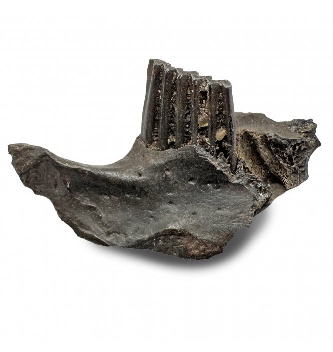 Fossil Muskrat Jaw from the Pleistocene of Florida, USA (SKU V7044):- Ondatra zibethicus