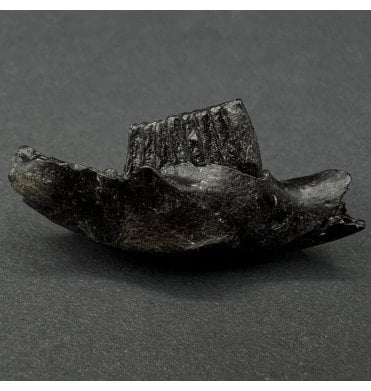 Fossil Muskrat Jaw from the Pleistocene of Florida, USA (SKU V8164:- Ondatra zibethicus