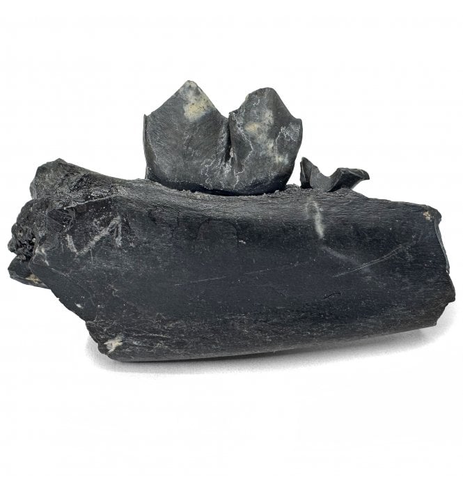 Fossil Primitive Llama Partial Jaw with Tooth from the Pleistocene of Florida, USA (SKU V8758):- Palaeolama mirifica