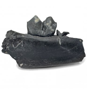 Fossil Primitive Llama Partial Jaw with Tooth from the Pleistocene of Florida, USA (SKU V8758):- Palaeolama mirifica