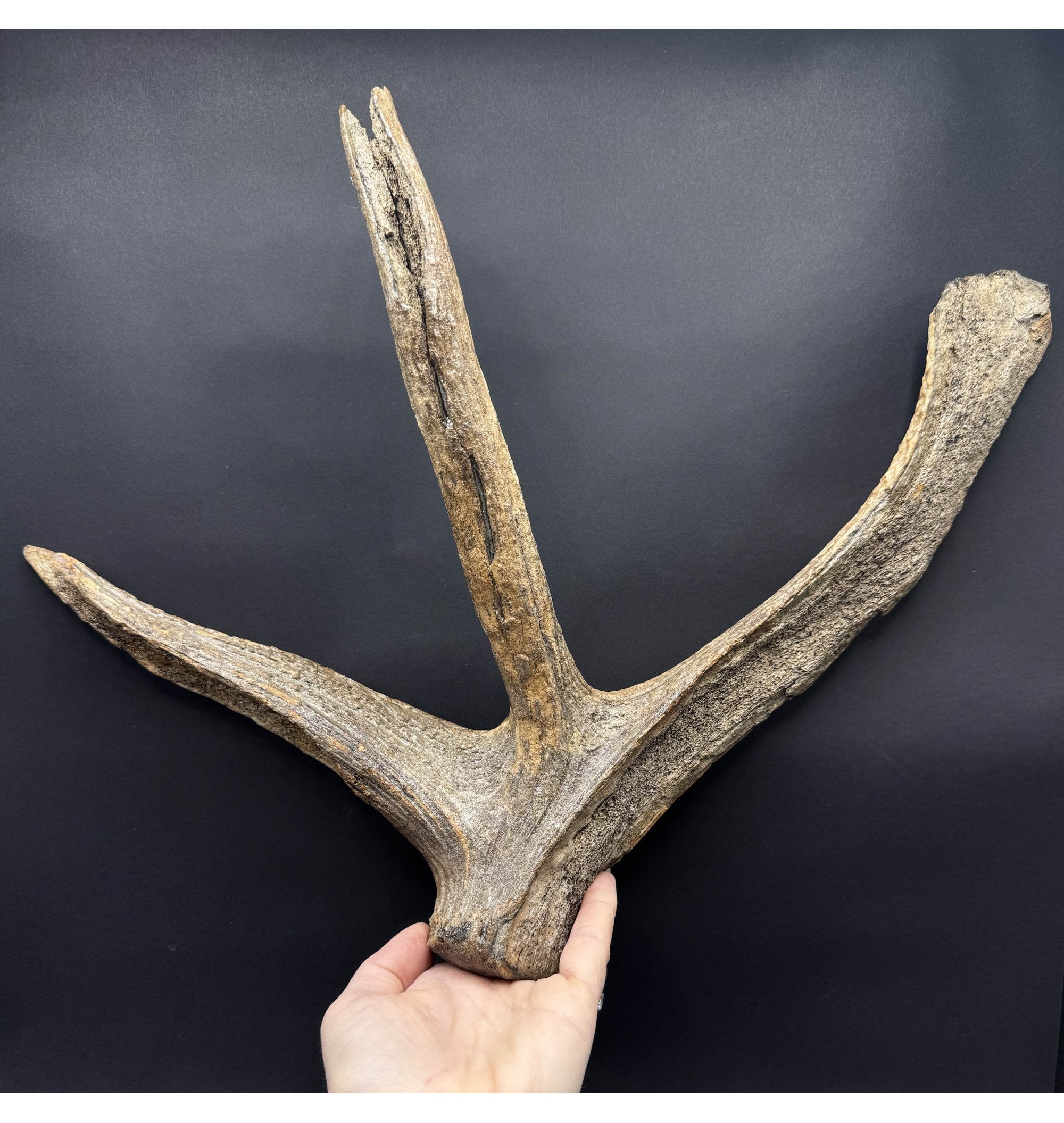 1992 (ANTLER DEER) FOSSIL BW-6723 (000266) RED DEER FOSSILS EUROPE ICE AGE CERVAS ELEPHUS FOSSIL ANTLER main image 3