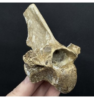 Fossil Red Deer Vertebra from the North Sea, England (SKU V8159):- Cervus elaphus