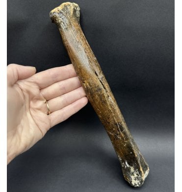 Fossil Reindeer Leg Bone from the North Sea, England (SKU V8352):- Rangifer tarandus