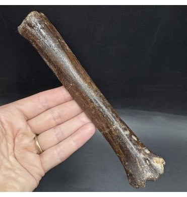 Fossil Reindeer Toe Bone (Phalanges) from the North Sea, England (SKU V7693):- Rangifer tarandus