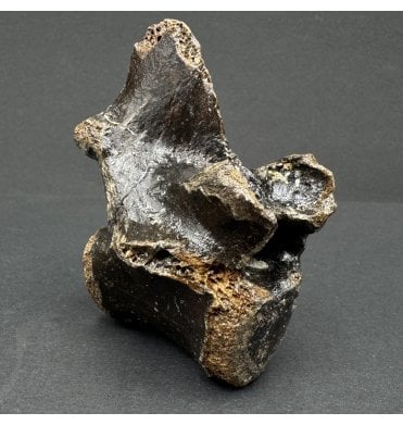 Fossil Reindeer Vertebra from the North Sea, England (SKU V7201):- Rangifer tarandus