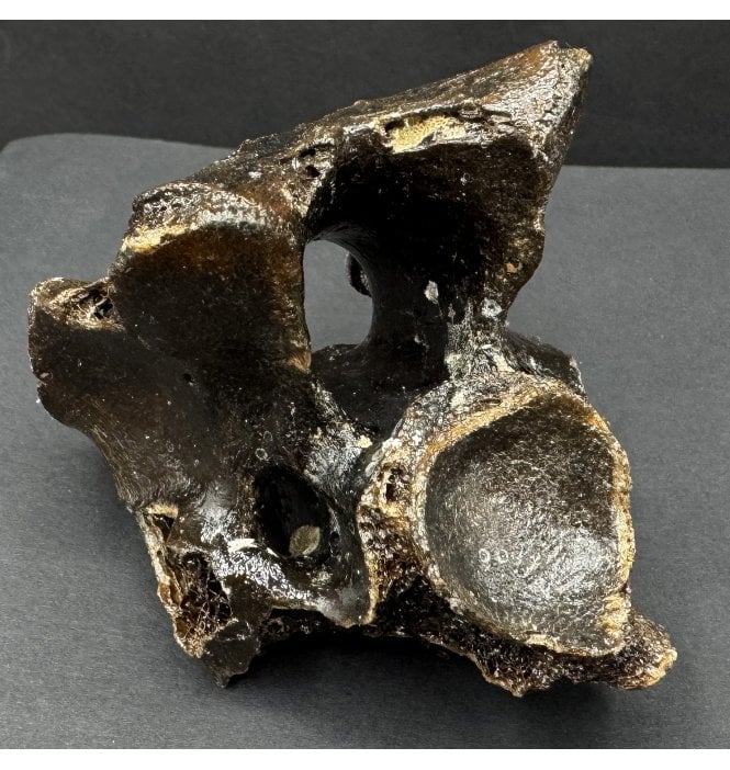 Fossil Reindeer Vertebra from the North Sea, England (SKU V8155):- Rangifer tarandus
