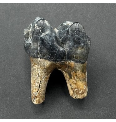 Fossil Tapir Tooth from the Pleistocene of Florida, USA (SKU V8559):- Tapirus veroensis