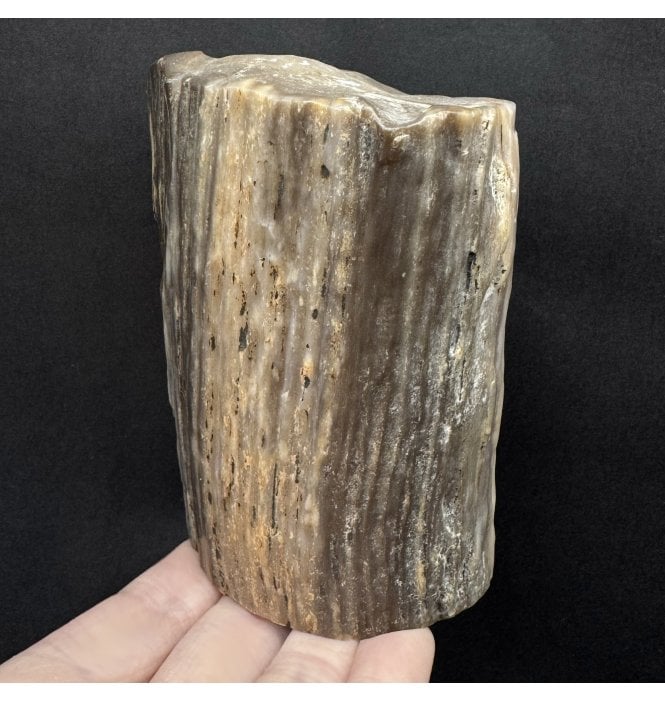 Fossil Wood Log from the Cretaceous of Patagonia, Argentina (SKU OF4018):- Woodworthia sp