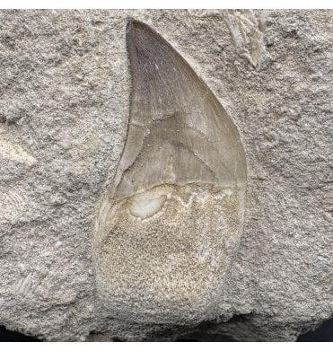 Genuine Cretaceous Mosasaurus Tooth from Morocco (SKU V6831):- Talassotitan atrox