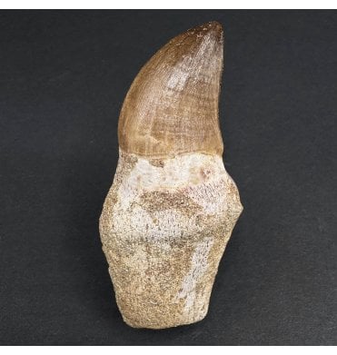 Genuine Cretaceous Mosasaurus Tooth from Morocco (SKU V6834):- Halisaurus arambourgi