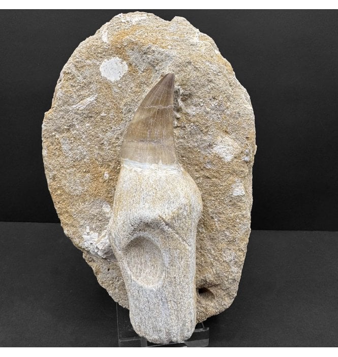 Genuine Cretaceous Mosasaurus Tooth from Morocco (SKU V8380):- Talassotitan atrox