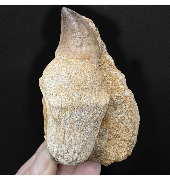 Genuine Cretaceous Mosasaurus Tooth from Morocco (SKU V8866):- Talassotitan atrox