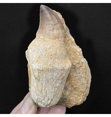 Genuine Cretaceous Mosasaurus Tooth from Morocco (SKU V8866):- Talassotitan atrox