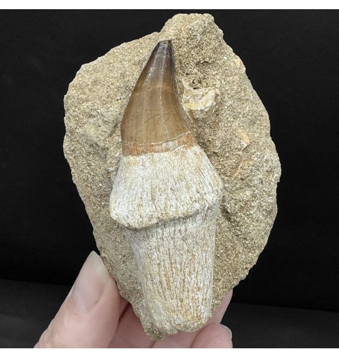 Genuine Cretaceous Mosasaurus Tooth from Morocco (SKU V8867):- Talassotitan atrox