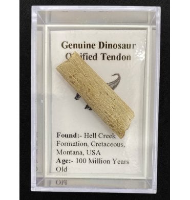 Genuine Dinosaur Ossified Tendon (SKU G71)