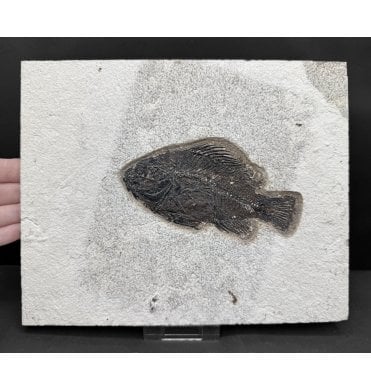 Genuine Eocene Fossil Fish from Wyoming, USA (SKU V8825):- Cockerellites (Priscacara) liops