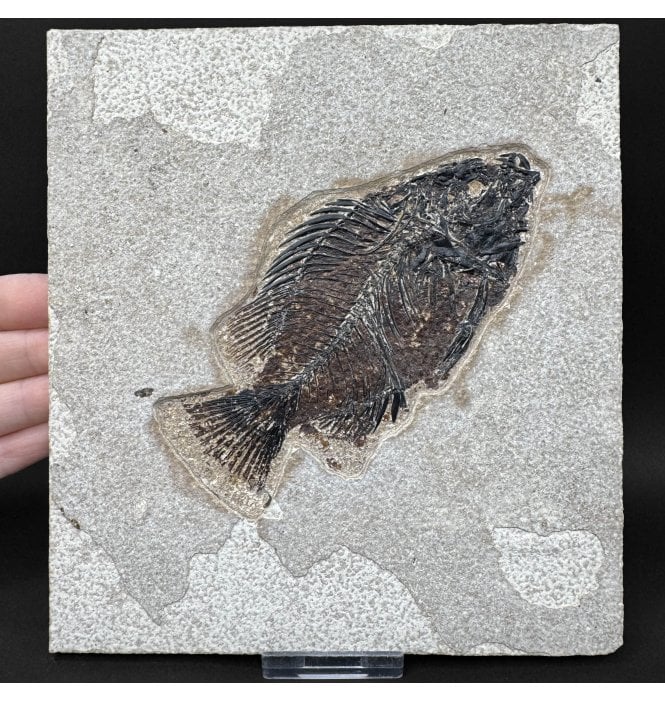 Genuine Eocene Fossil Fish from Wyoming, USA (SKU V9106):- Cockerellites (Priscacara) liops