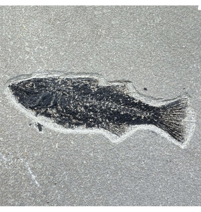 Genuine Eocene Fossil Fish from Wyoming, USA (SKU V9207):- Mioplosus labracoides