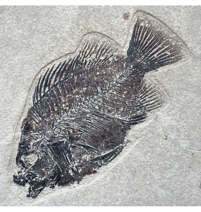 Genuine Eocene Fossil Fish from Wyoming, USA (SKU V9208):- Cockerellites (Priscacara) liops