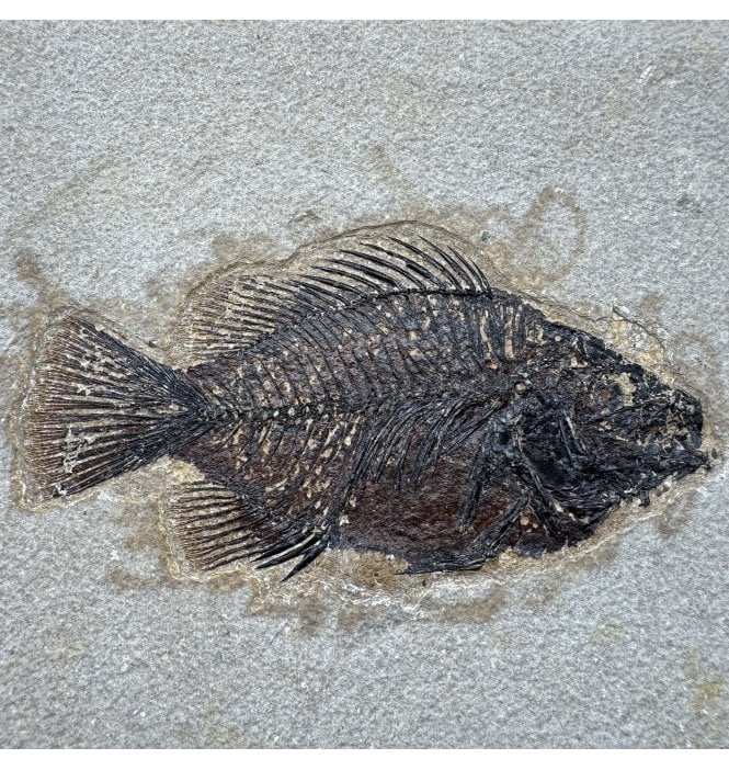Genuine Eocene Fossil Fish from Wyoming, USA (SKU V9210):- Cockerellites (Priscacara) serrata