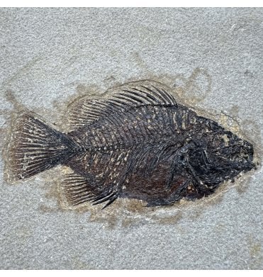 Genuine Eocene Fossil Fish from Wyoming, USA (SKU V9210):- Cockerellites (Priscacara) serrata