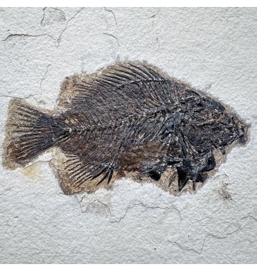 Genuine Eocene Fossil Fish from Wyoming, USA (SKU V9211):- Cockerellites (Priscacara) liops