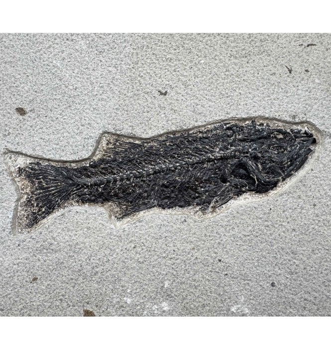 Genuine Eocene Fossil Fish from Wyoming, USA (SKU V9212):- Mioplosus labracoides
