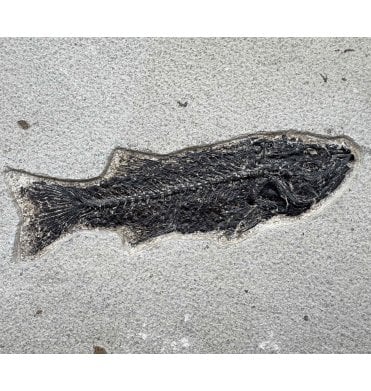 Genuine Eocene Fossil Fish from Wyoming, USA (SKU V9212):- Mioplosus labracoides