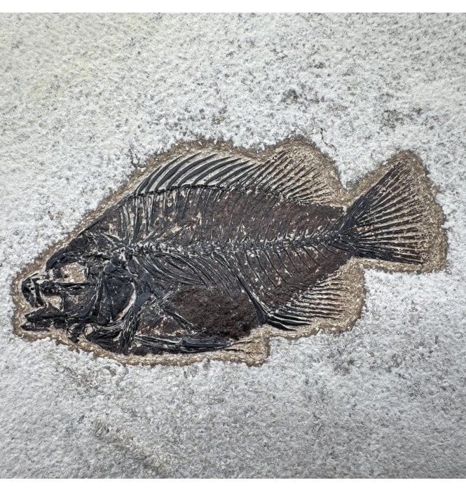 Genuine Eocene Fossil Fish from Wyoming, USA (SKU V9213):- Cockerellites (Priscacara) liops