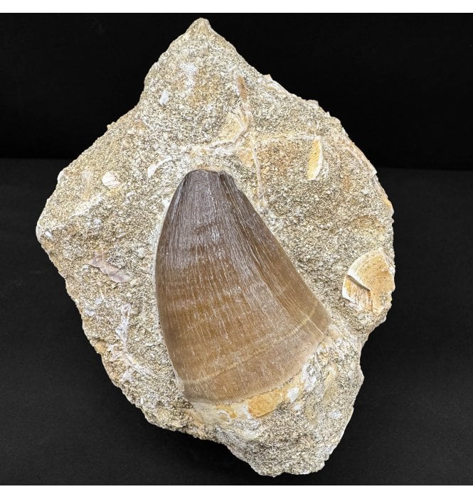 Genuine Large Cretaceous Mosasaur Tooth from Morocco (SKU V8868):- Prognathodon sp.