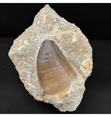 Genuine Large Cretaceous Mosasaur Tooth from Morocco (SKU V8868):- Prognathodon sp.