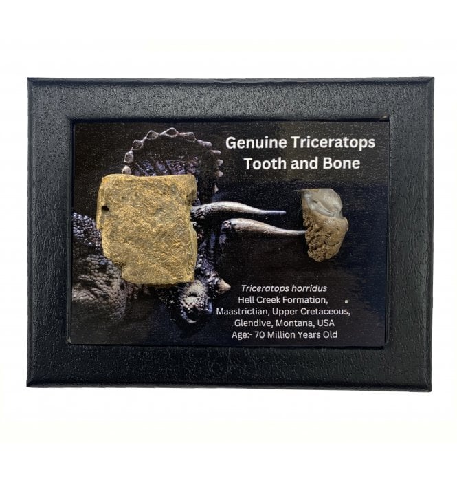 Genuine Triceratops Tooth and Bone (SKU G77)