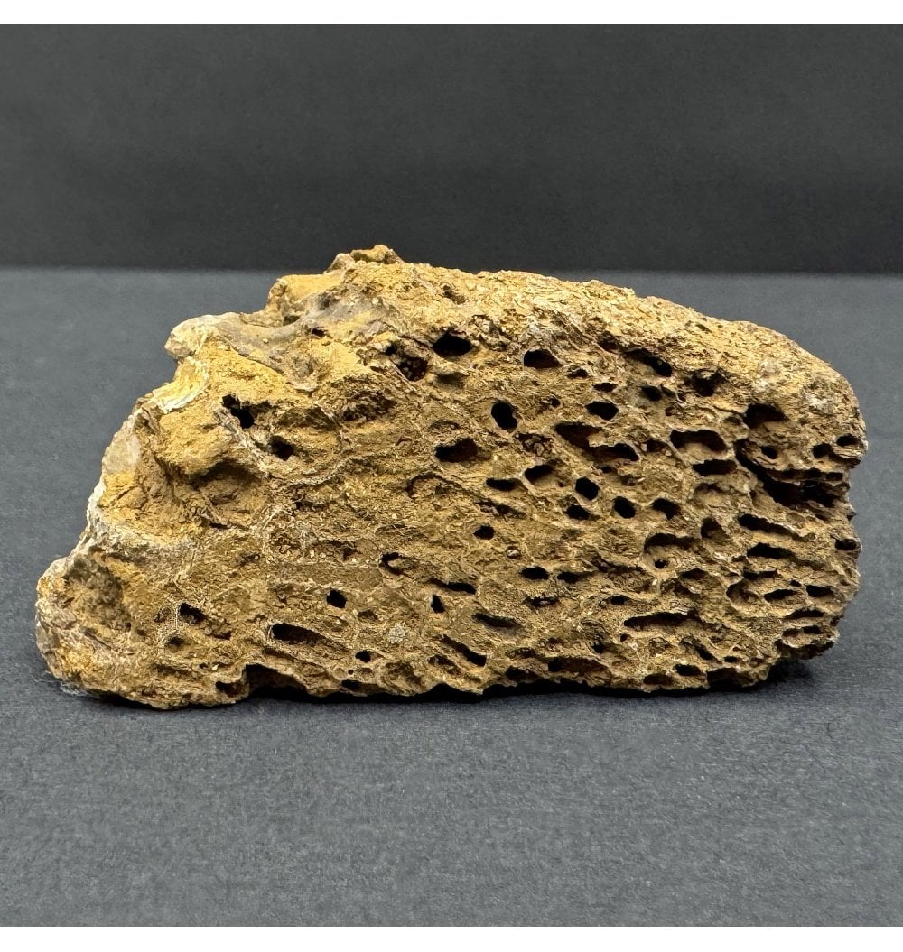 Rex Bone Fossils For Sale | Fossils-UK.com | Genuine Tyrannosaurus Rex Bone from ...