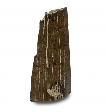Genuine Tyrannosaurus Rex Tooth Shard from Montana, USA (SKU V8328):- Tyrannosaurus Rex
